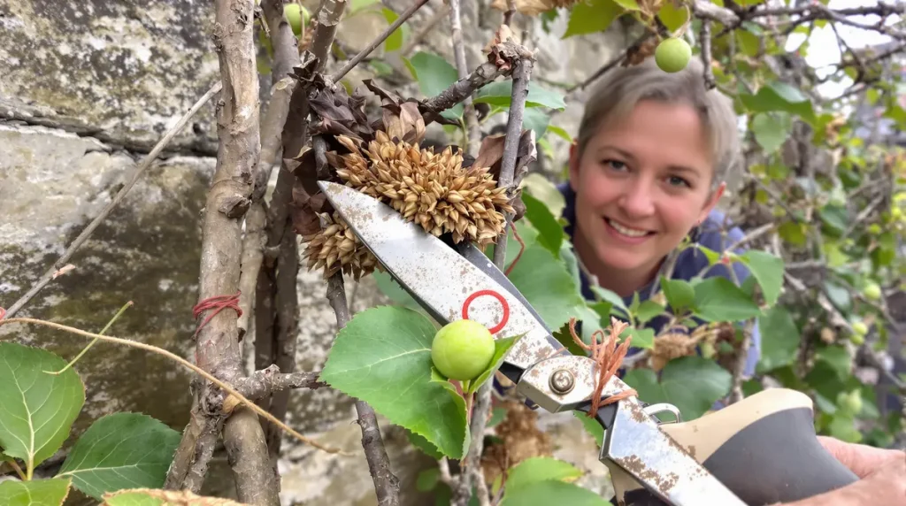 hortensia grimpant qui fleurit à peine : un geste en mars pour le couvrir de fleurs cet été