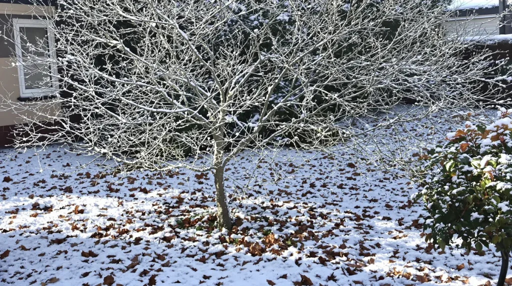 Il suffit d’un rouleau d’aluminium pour protéger vos arbres fruitiers : des dégâts évités chaque hiver
